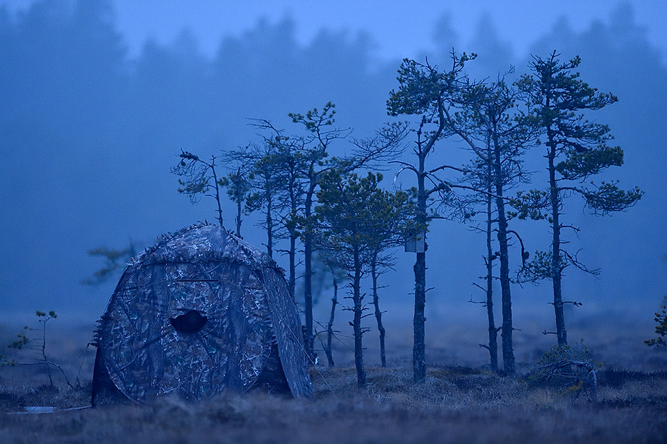 Photo blind at black grouse lek workshop